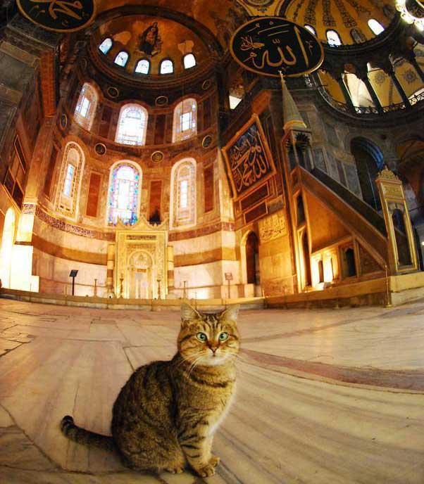 Ayasofya’nın Fenomen Kedisi Gli’den Çok Sert Açıklamalar