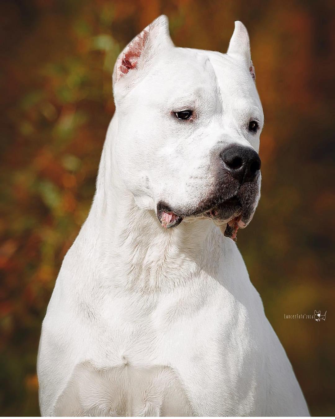 Dogo Argentino Hangi Köpeklerin Karışımı